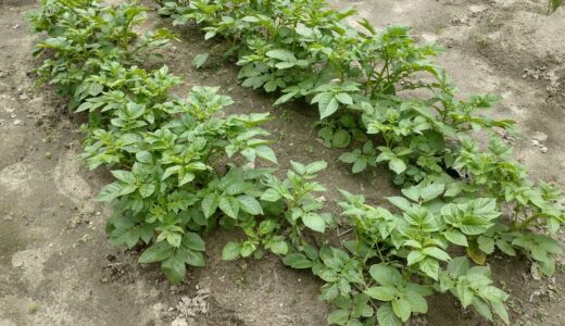 じゃがいもの葉が出揃ってきた。種から育てる家庭菜園、今年も順調！・・・と思ったらテントウムシがいた話。