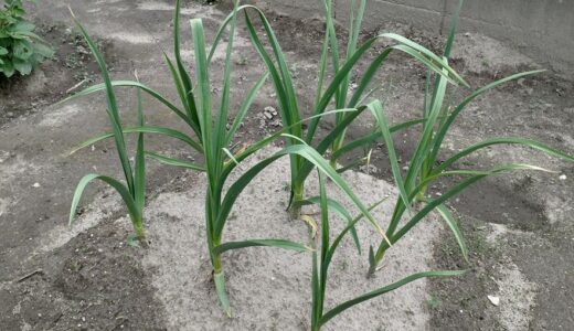 ニンニクの茎が、思ったより全然太かった。去年の冬に植えて、春になってわかったこと。