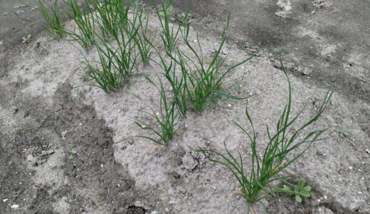 ニラを種から育てている。一度根付けば毎年収穫できるって、家庭菜園にこんな都合のいい野菜があったのか。